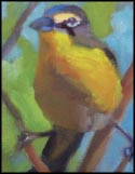 Yellow-breasted Chat, Jo Hay